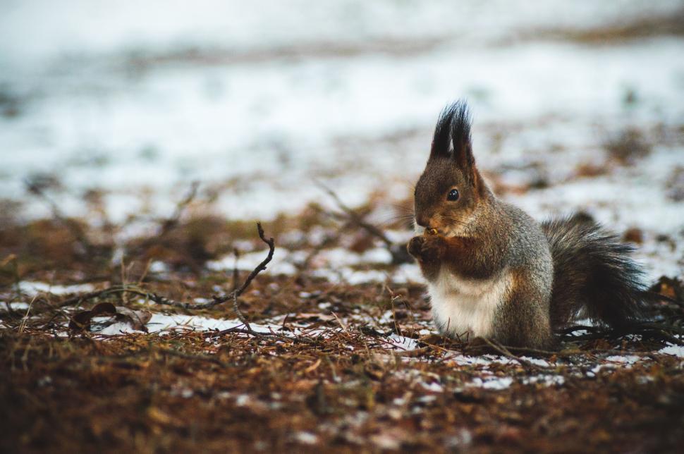 Free Image of Squirrel Sitting on Ground in Snow 