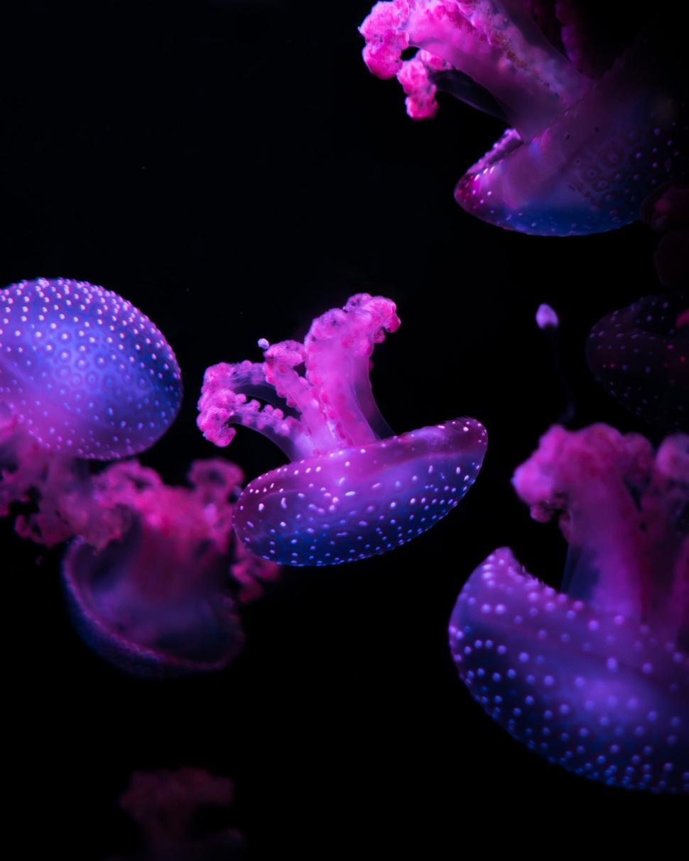Free Image of Group of Jellyfish Floating in Water 