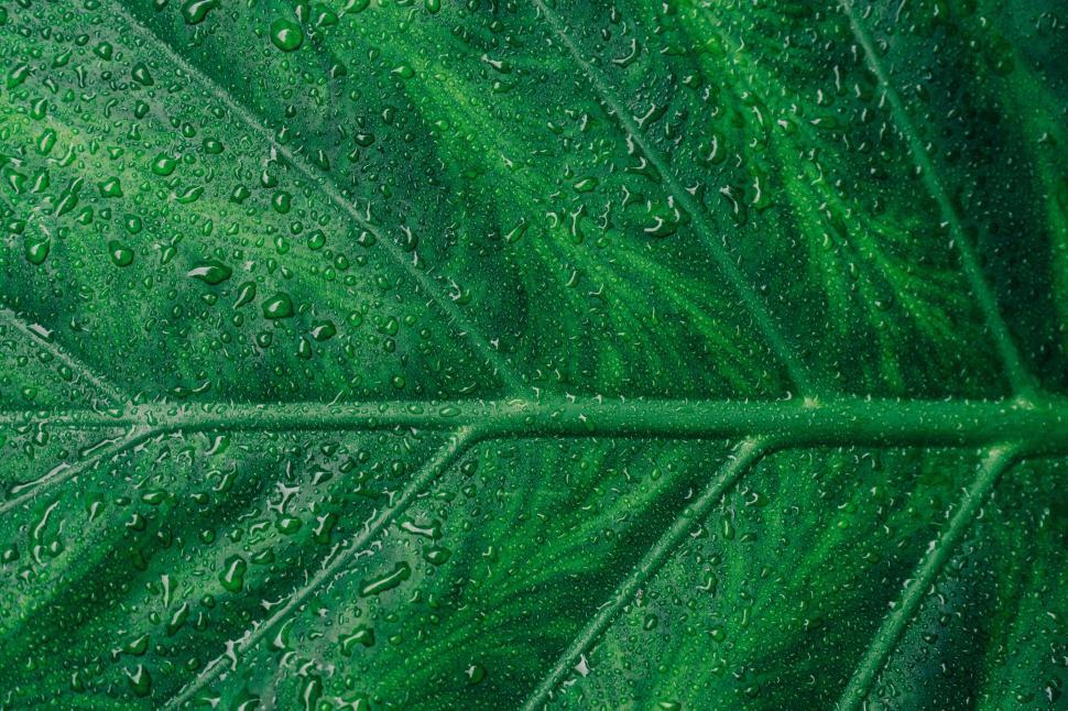Free Image of Green Leaf With Water Droplets 