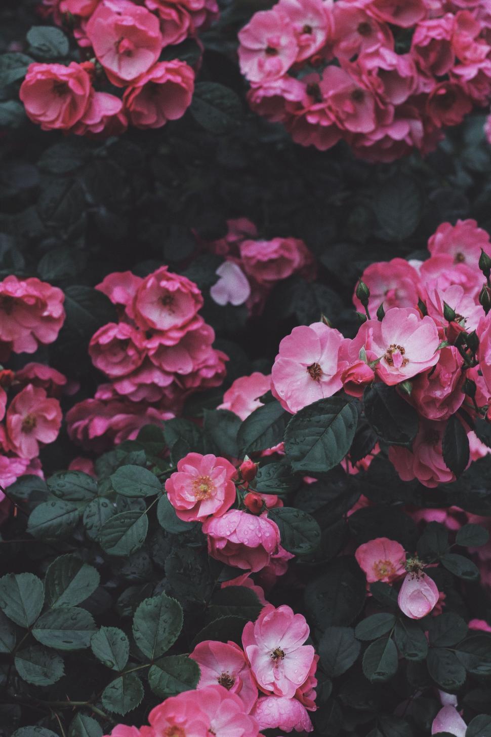 Free Image of Cluster of Pink Flowers With Green Leaves 