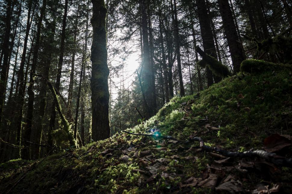 Free Image of Sunlight Filtering Through Trees in Forest 
