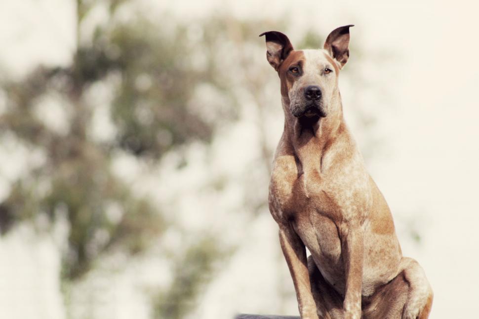 Free Image of Dog Sitting on Top of Wooden Bench 