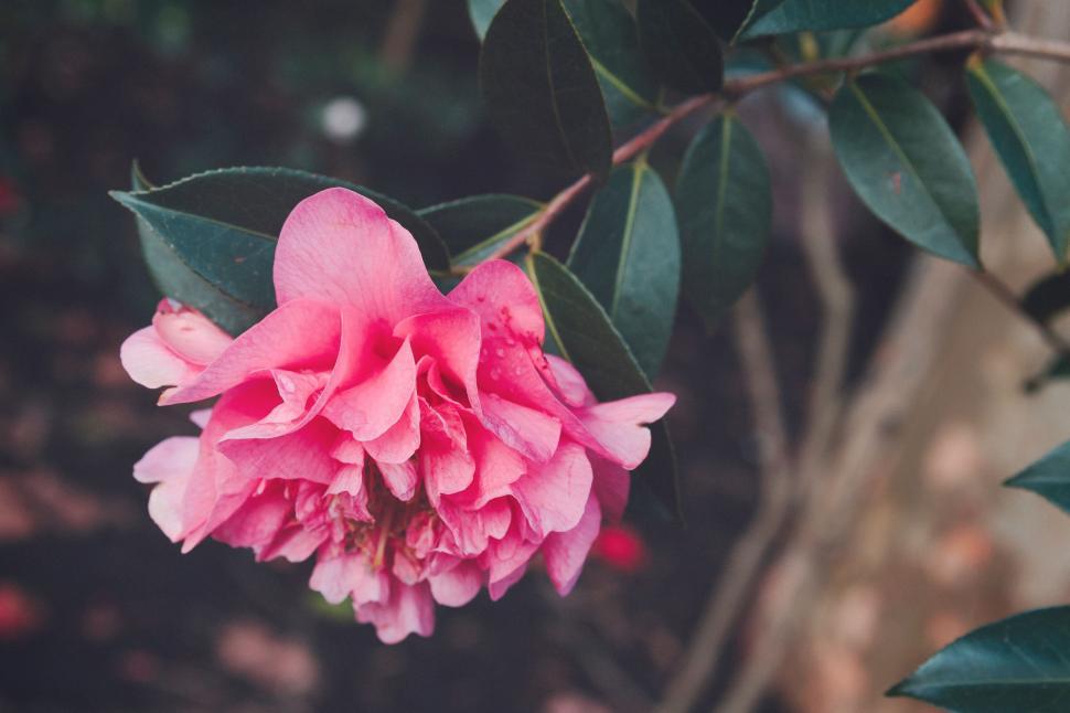 Free Image of Pink Flower Blooming on Tree Branch 