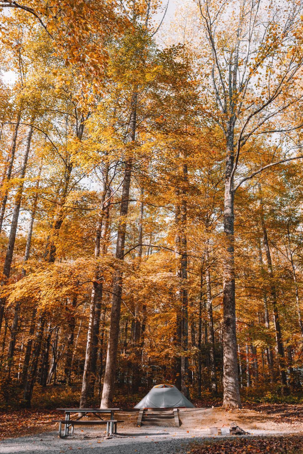 Free Image of Picnic Table Surrounded by Trees in Forest 