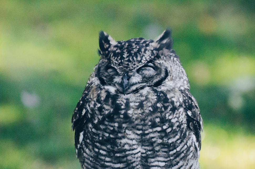 Free Image of Owl Sitting on Branch 