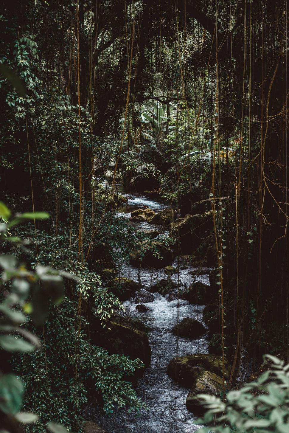 Free Image of Stream Flowing Through Lush Green Forest 