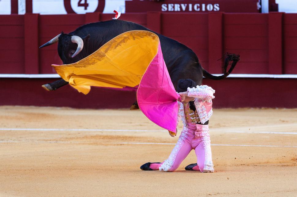 Free Image of Little Girl Holding Onto Bull 