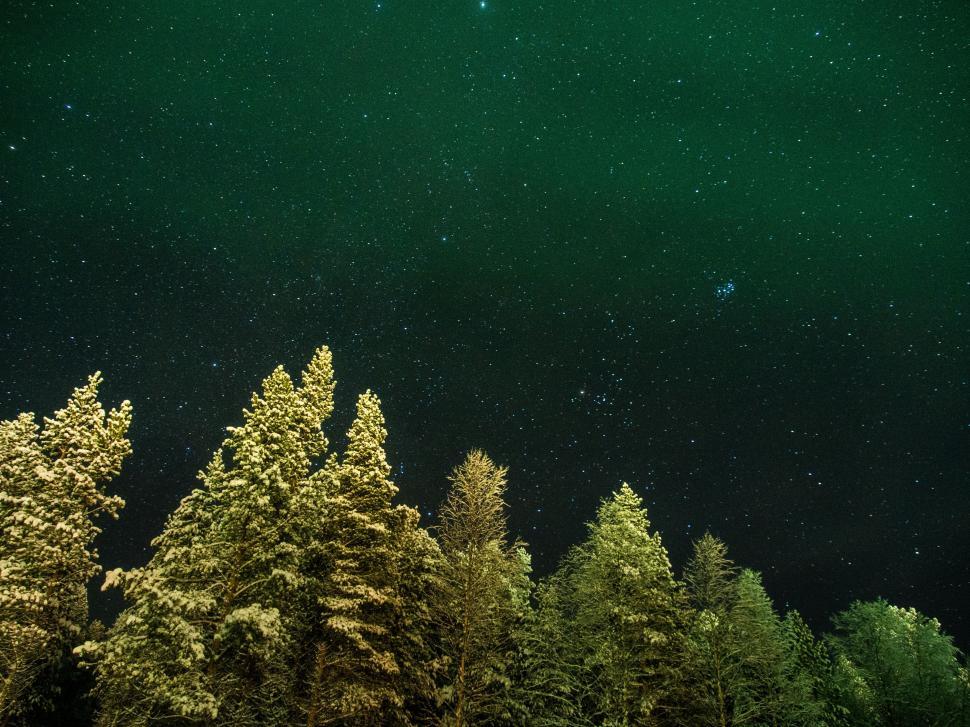 Free Image of Dense Forest With Abundant Trees Beneath Green Sky 