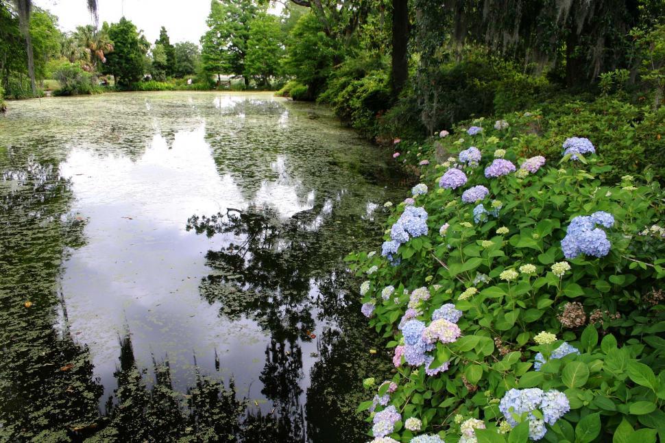 Free Image of south carolina swamp and flowers 