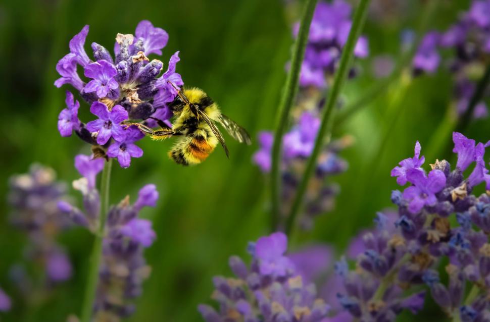 Free Image of Bee Flying Over Purple Flowers 