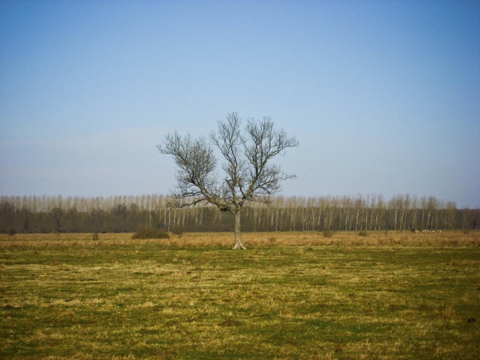 Free Image of green meadow 
