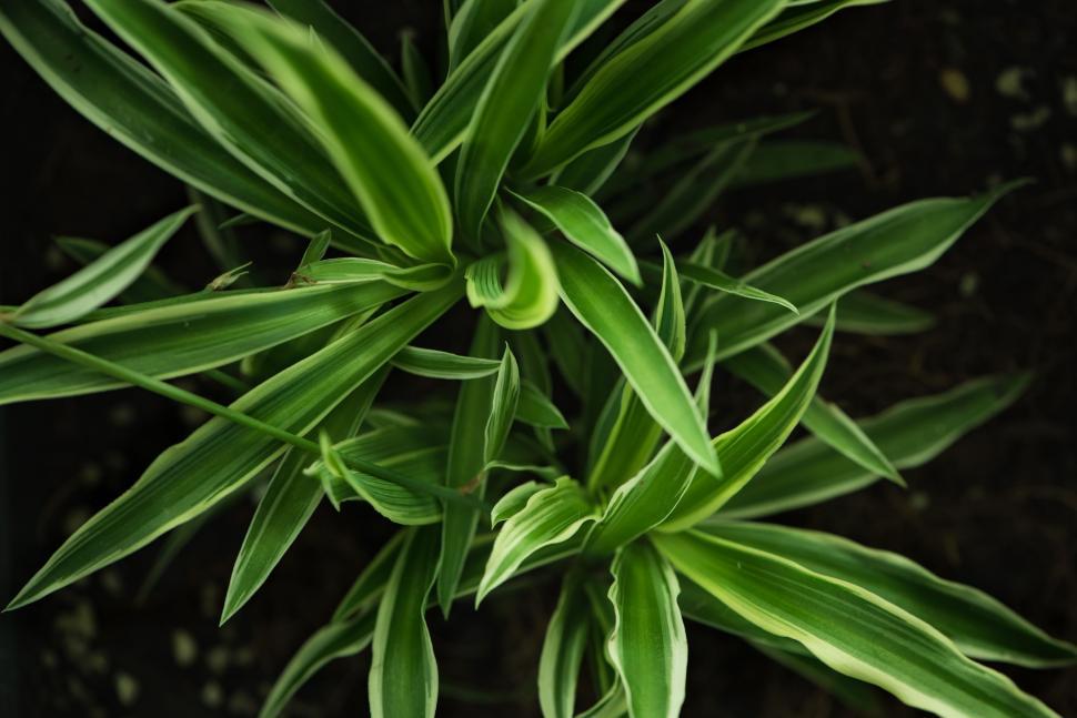 Free Image of Close Up of a Plant With Green Leaves 