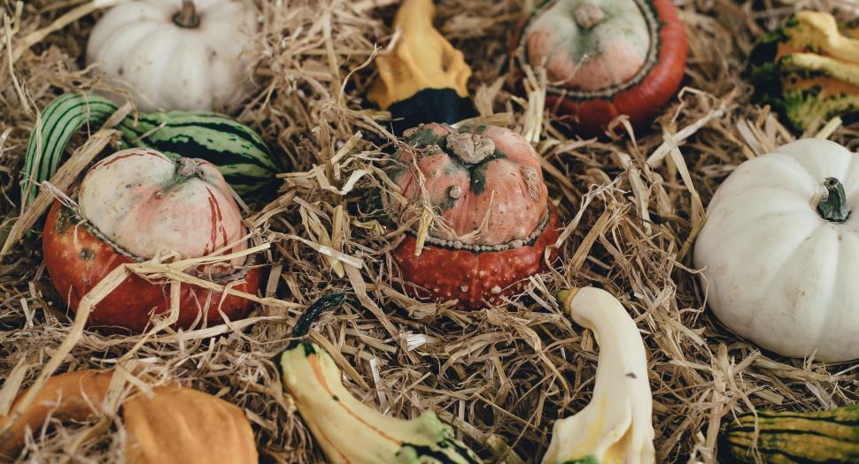 Free Image of Fake Pumpkins in Hay Pile 