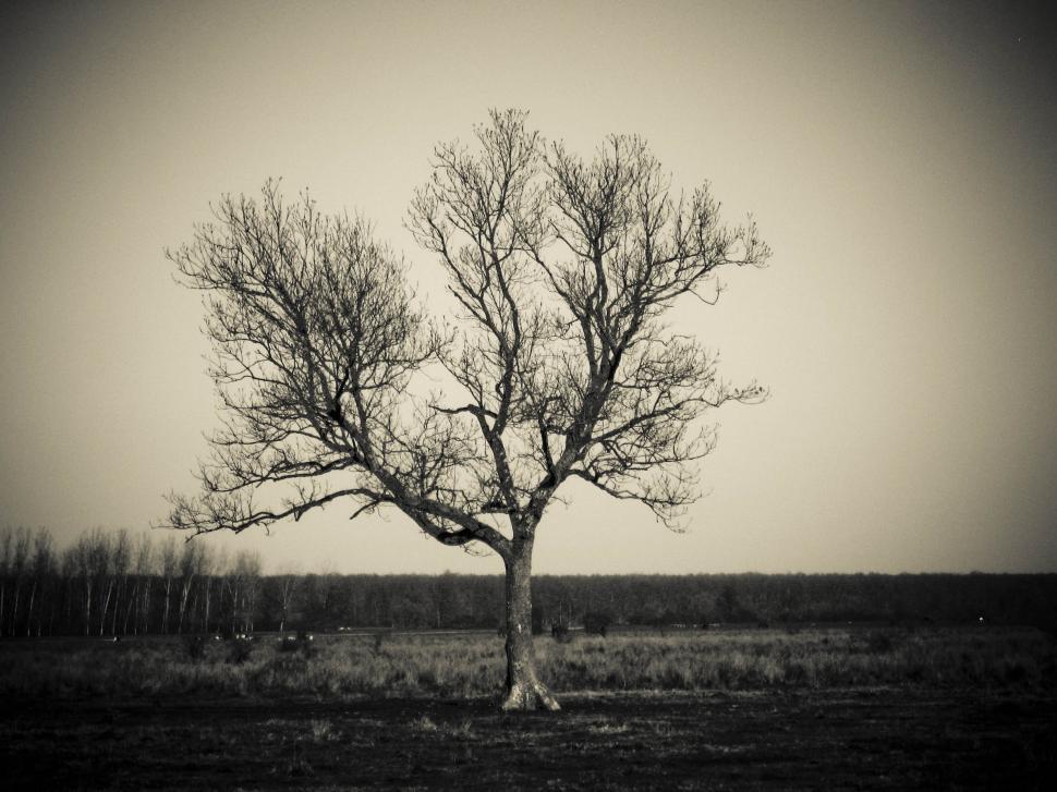 Free Image of lonely tree 