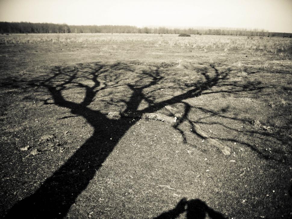 Free Image of lonely tree 