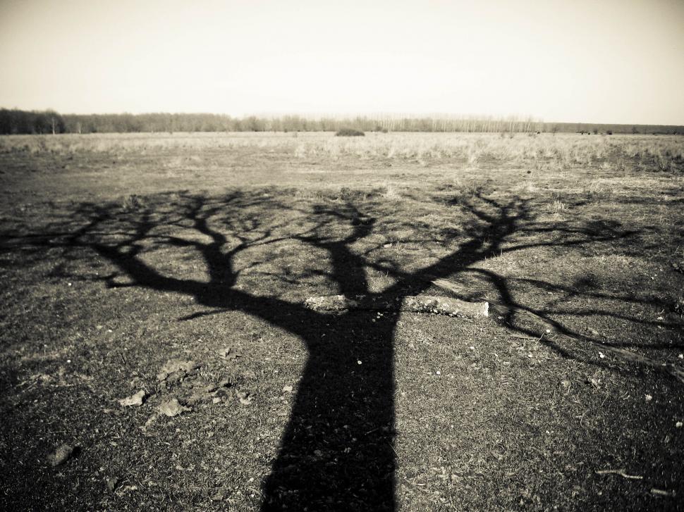 Free Image of lonely tree shadow in field 