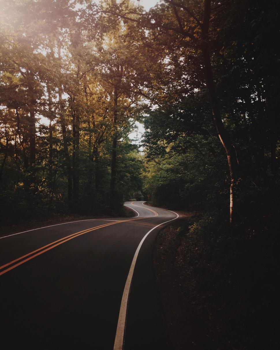 Free Image of Winding Road Through Forest 