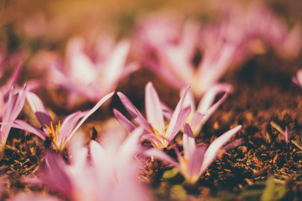 Free Image of Pink Flowers in Grass 