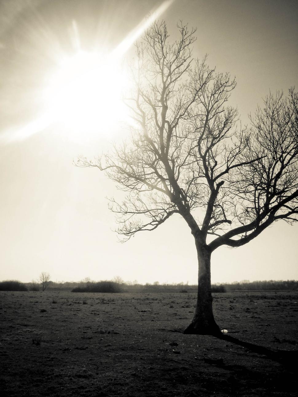 Free Image of Sun glare and single tree 