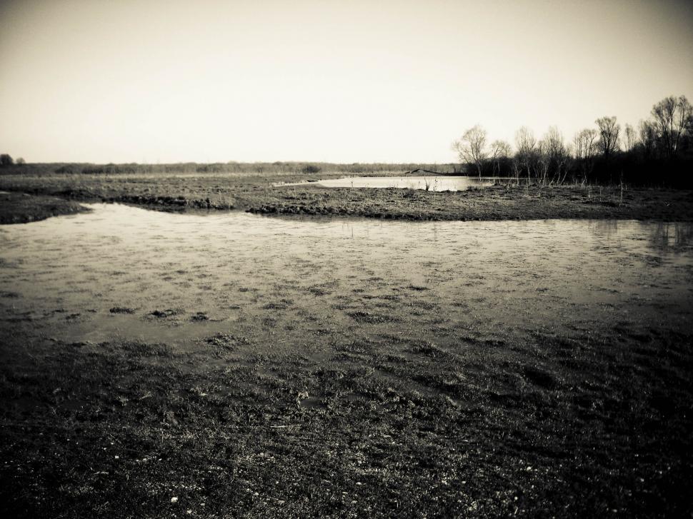 Free Image of swamp view 