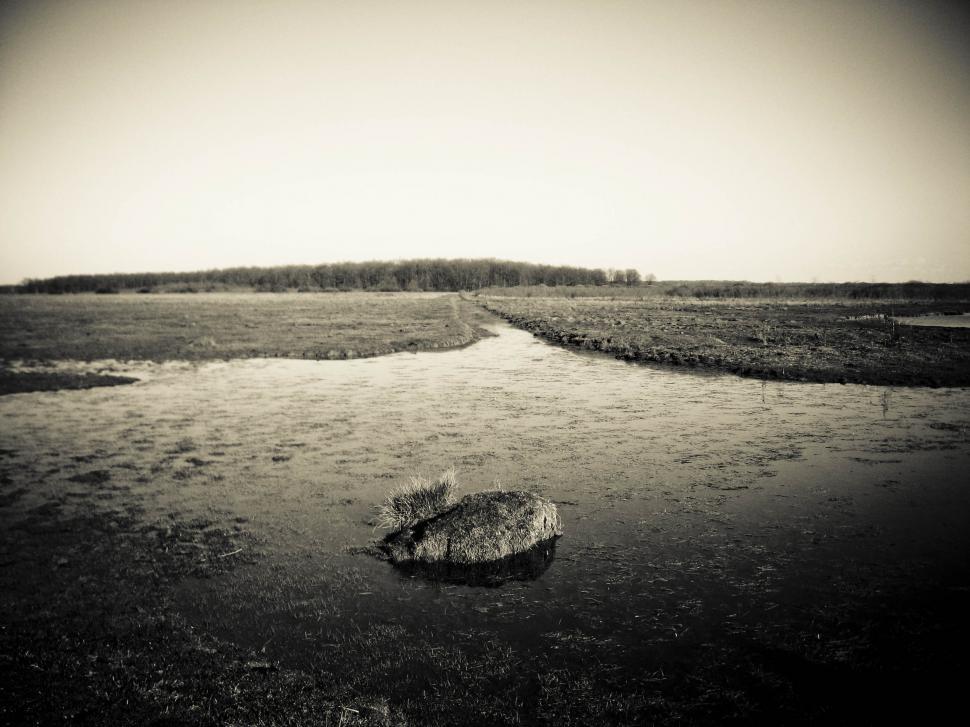 Free Image of swamp 