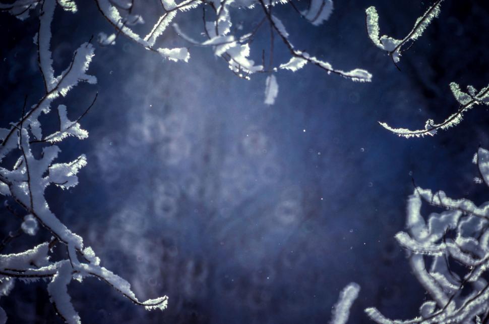 Free Image of Snow-Covered Tree Branches 
