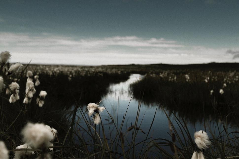 Free Image of Marshy Area in Black and White 