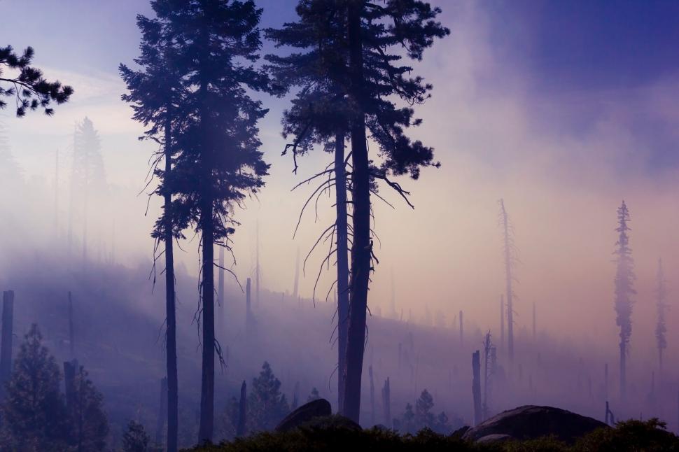 Free Image of Towering Forest Canopy Filled With Tall Trees 