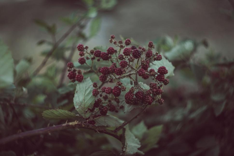 Free Image of Bush With Red Berries in Black and White 