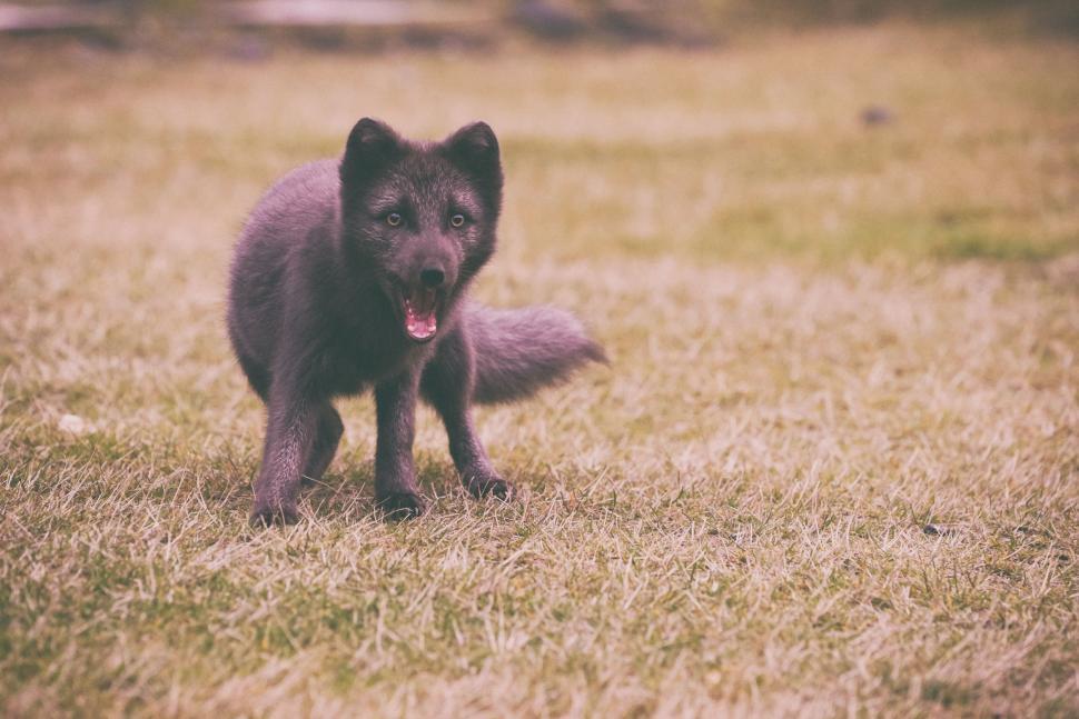 Free Image of Black Dog Standing on Top of a Grass Covered Field 