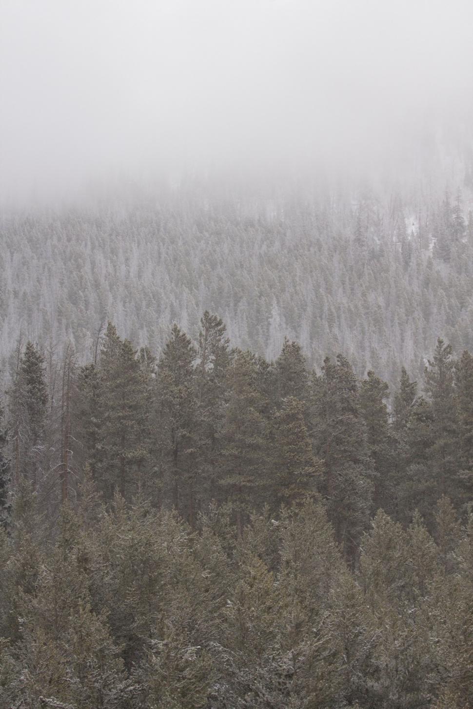 Free Image of Dense Thicket of Trees in Black and White 