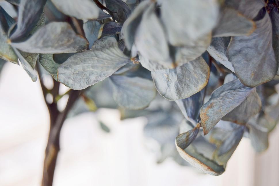 Free Image of Close Up of Vibrant Plant Leaves 