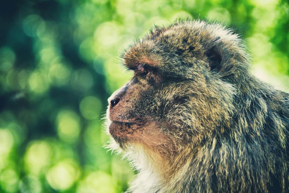 Free Image of Close Up of Monkey With Blurry Background 