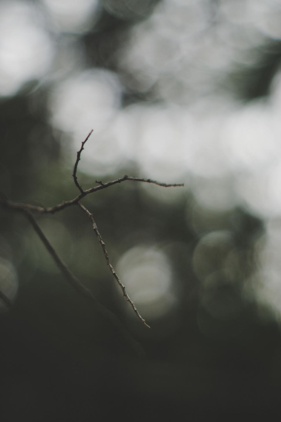 Free Image of Monochrome Tree Branch 