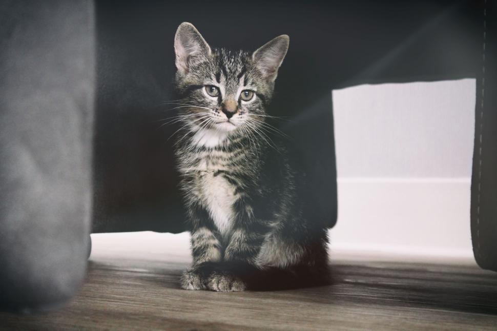 Free Image of Small Kitten Sitting Under Table 