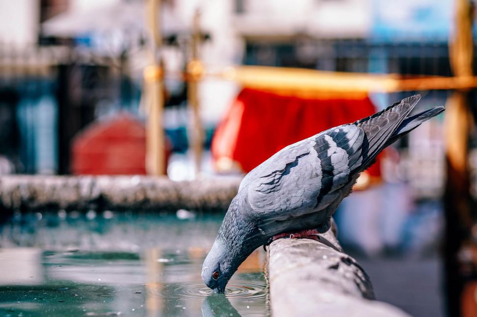 Free Image of Bird Perched on Wood 