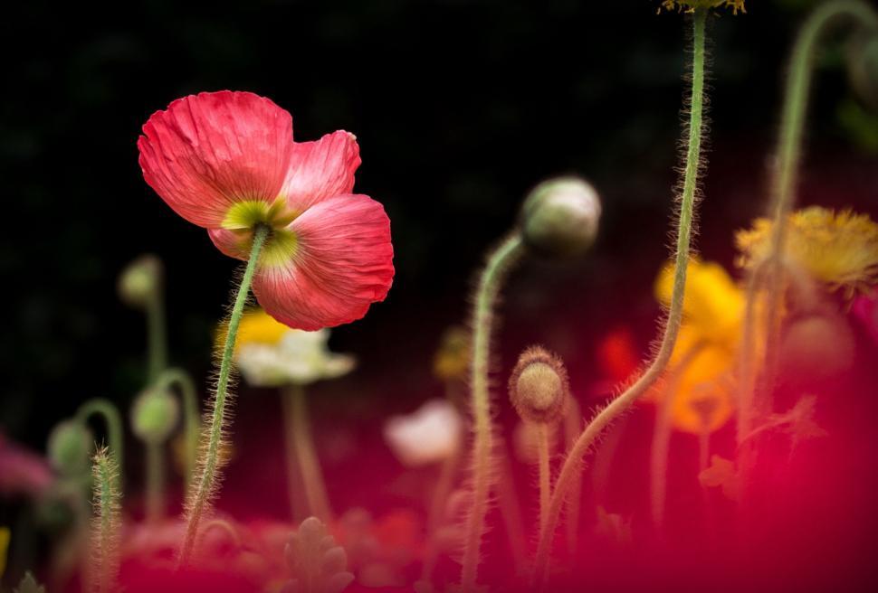 Free Image of Flowers Scattered in the Grass 