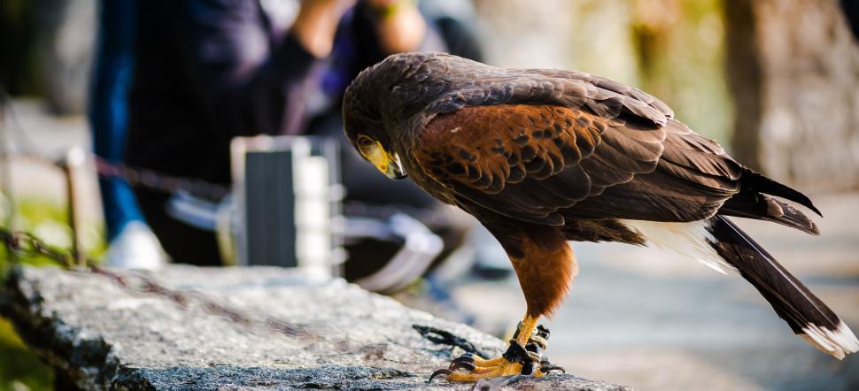 Free Image of Bird of Prey Perching on Ledge 