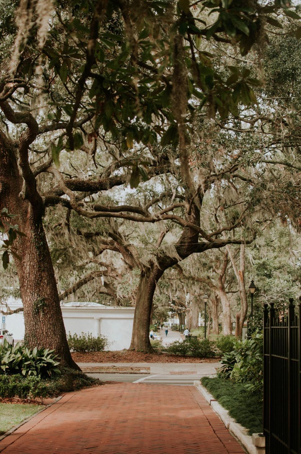 Free Image of Red Brick Walkway With Tree-lined Sides 