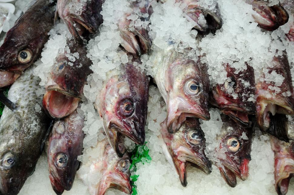 Free Image of School of Fish on Ice 