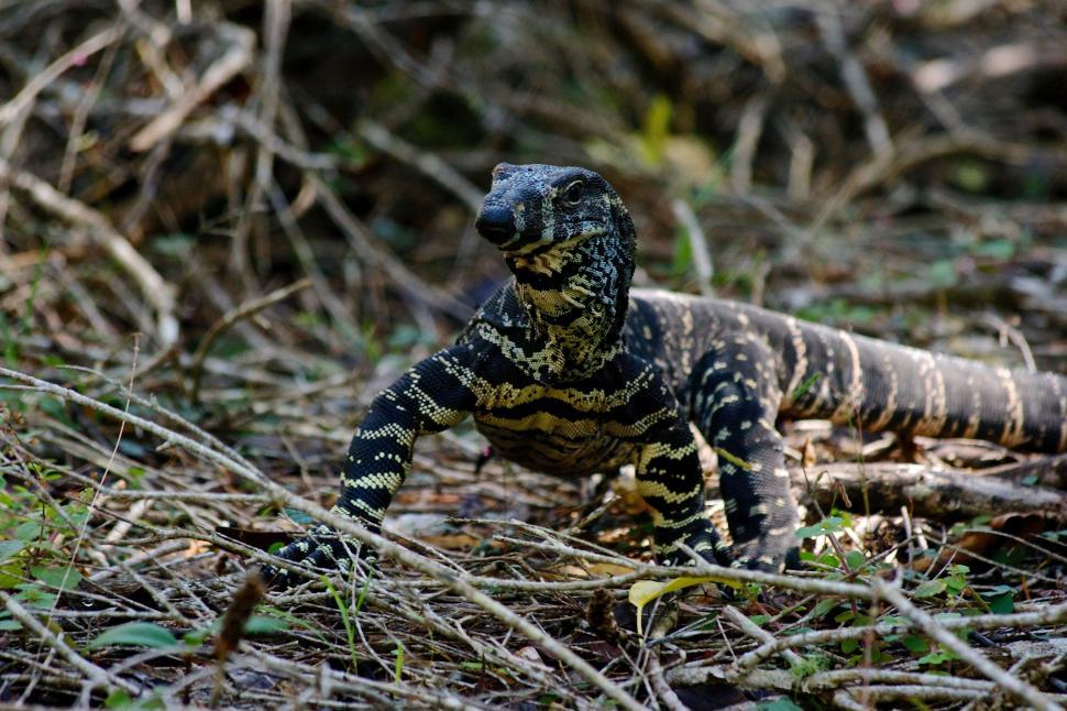 Free Image of Large Lizard Sitting on Grass Covered Field 