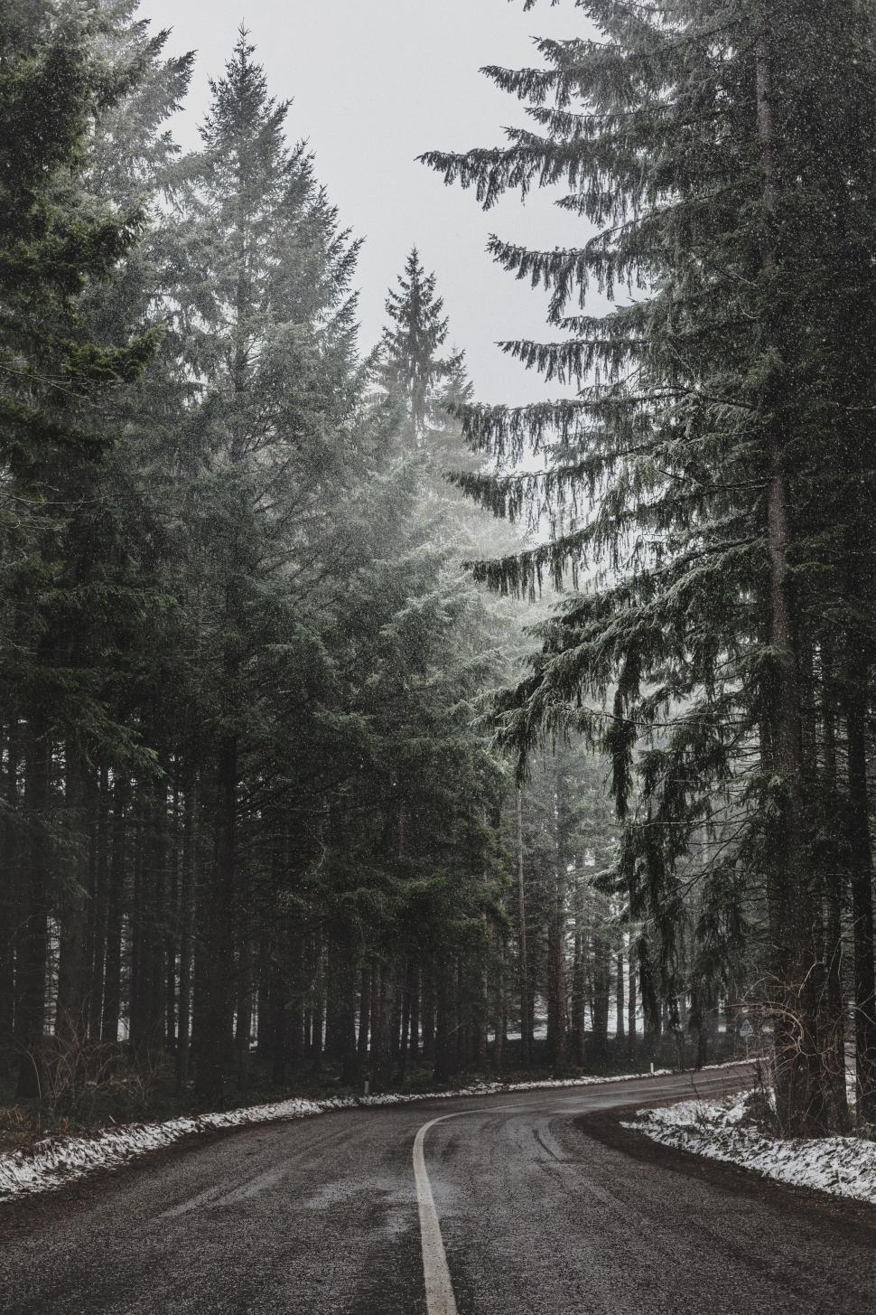 Free Image of Road Cutting Through Woods 