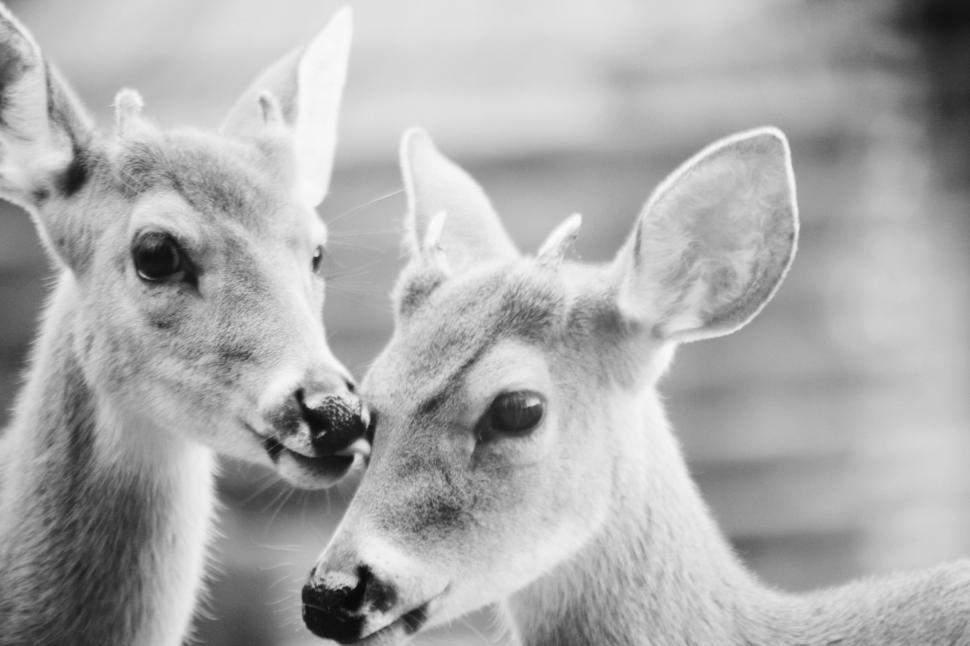Free Image of Two Deer Standing Together in Forest Clearing 
