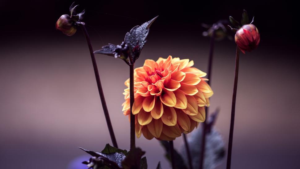 Free Image of Close Up of a Flower in a Vase 
