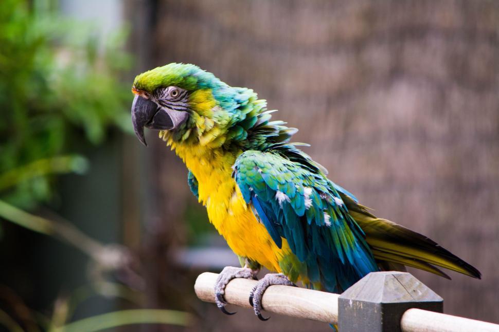 Free Image of Colorful Bird Perched on Wooden Pole 