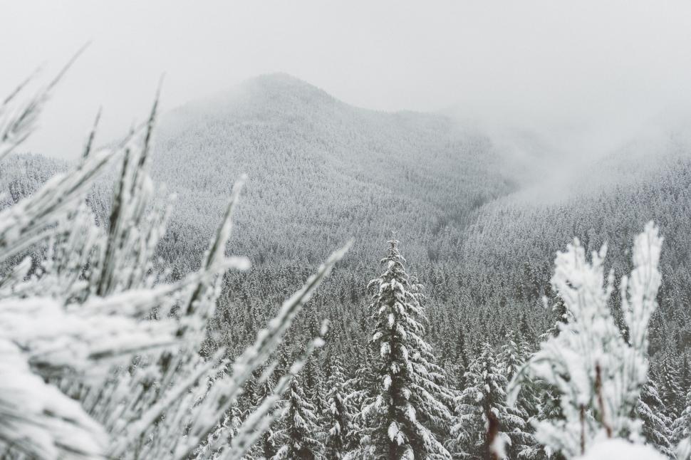 Free Image of Snow Covered Trees in Black and White 