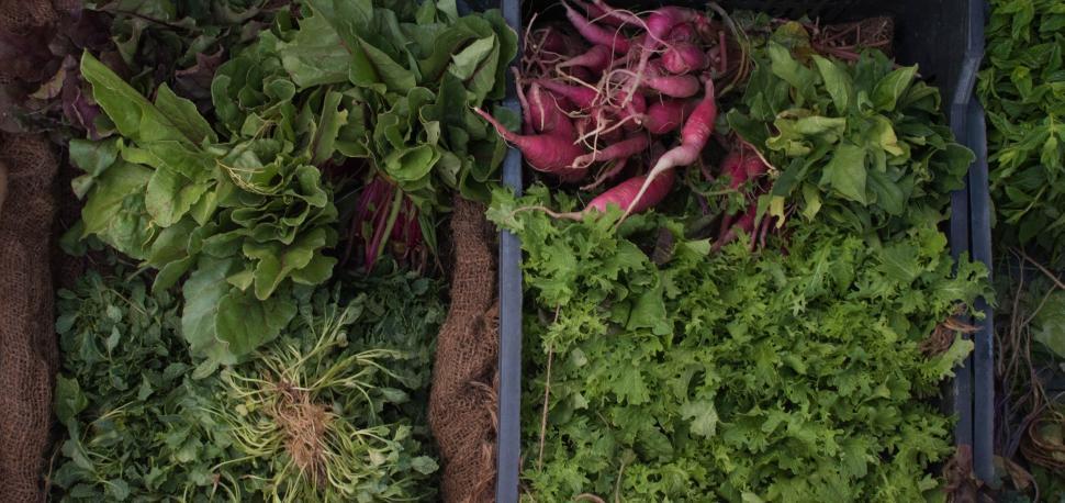 Free Image of Assorted Vegetables in a Box 