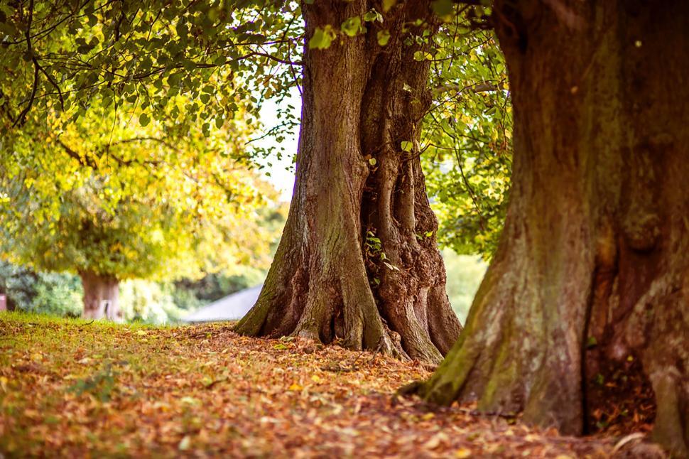 Free Image of Two Trees Standing Together 