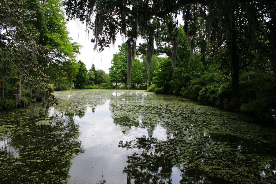 Free Image of swamp with cypress 