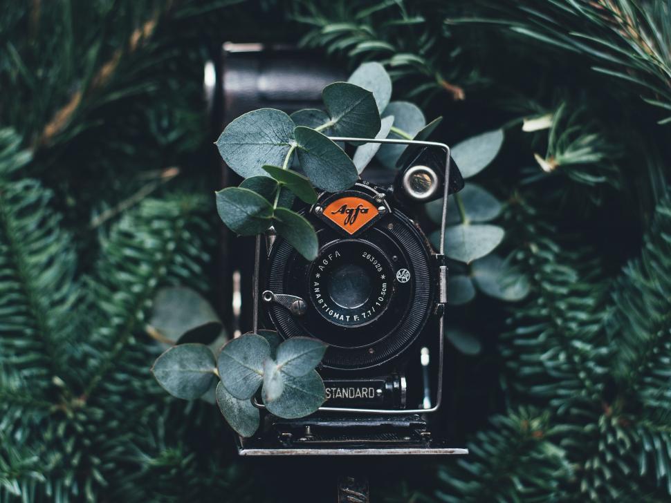 Free Image of Antique Camera Resting Atop Tree 